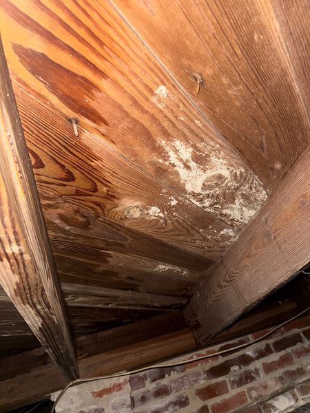 Mold growth on wood joists in crawl space requiring professional remediation