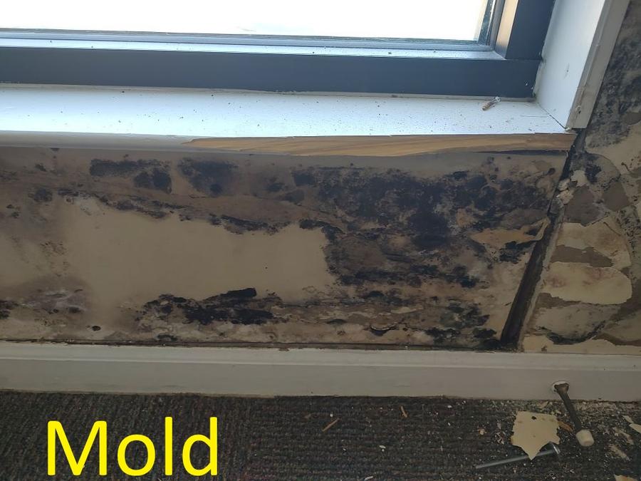 Black mold growth on wall below window — mold remediation Panama City FL