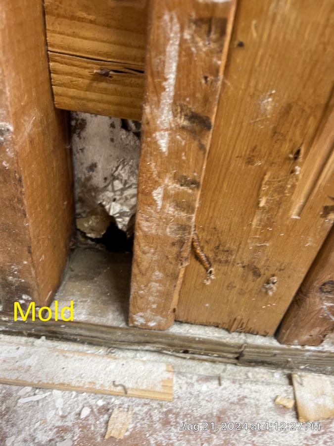 Mold on wood framing and subfloor — structural mold remediation Panama City FL